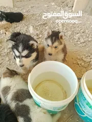  2 جوز جرواو هسكي عمرهم شهر
