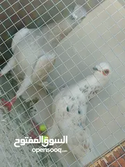  24 حمام للبيع