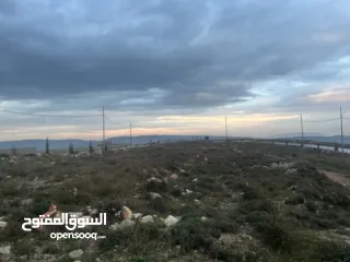  1 ارض اجنسنيا طابو