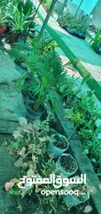  18 sale of plants and garden equipment