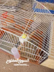  4 كوكتيلات منتجات للبيع