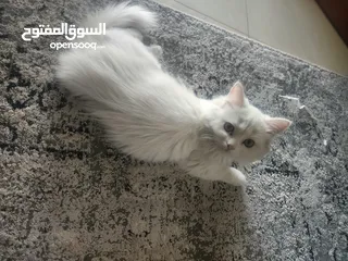  2 قطط شيرازيه