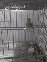 17 ببغاء كنيور نوع بيرلي و مزيد من الطيور و مستلزماتها