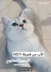  1 قط من نوع NS1133
