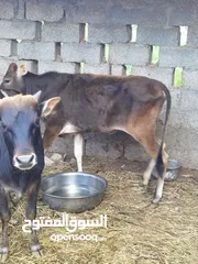  4 ثور و بقره مع ابنها للبيع