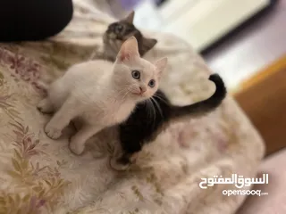  4 قط شيرازي لون اليض بيتي الييف