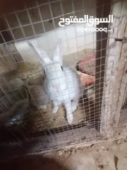  10 ارانب للبيع
