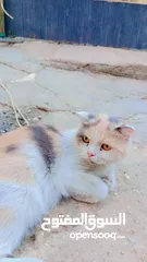  3 قطط شيرازي