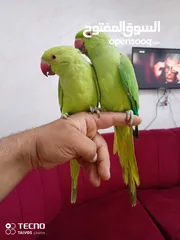  17 جواز كنار جوز دره اليفات كوكتيل اليف ذكور كنار جوز فيشر تحتو بيض