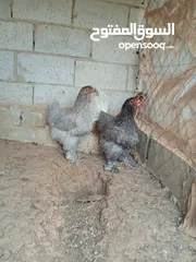  3 دجاج براهمة