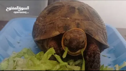  3 tortoise for sale