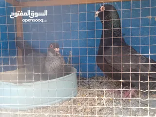  14 حمام كش الوان البيع.  في حمام زق  البيع