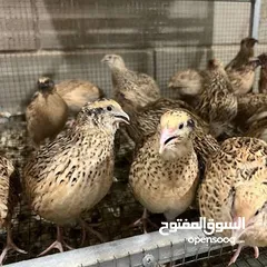  2 طيور سمان ودجاج رود ايلاند الأحمر الأمريكي