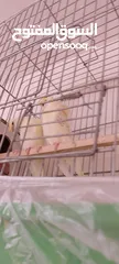  2 جوز هوقو رومو بصلاة عل نبي