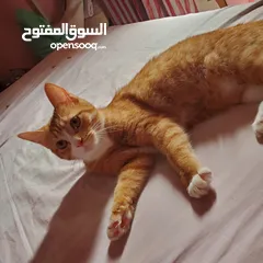  7 قطه للتبني