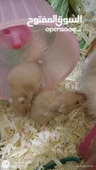  1 cute Hamsters for sale . very nice and joyful creatures 5 JDs for pair