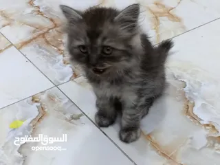  3 قط صغير للبيع