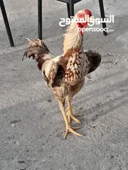  1 ست صيصان ألماني على حجازي من هالبزرة