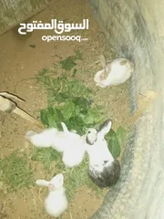  4 أرانب بلدي