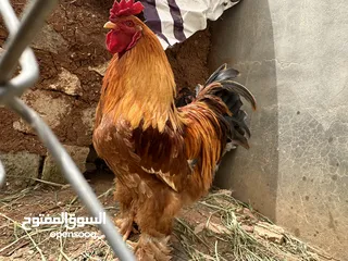  1 بيض براهمي للبيع الاهالي المعروضة بالصور
