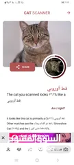  3 قط اوروبي ماين كون ذو الاقدام البيضا اللون الرصاصي مع قط صغير كم شهر للبيع