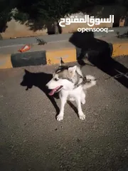  3 60 دينار اردني