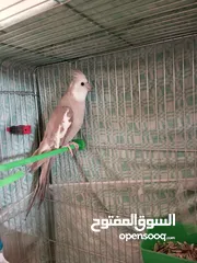  2 عصفور وايت فيس