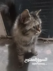  1 قطه منزل اليفه