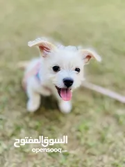  1 Playful puppy vaccinated and microchipped.