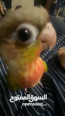  6 bird عصفور كنيور للبيع conure parrot طير