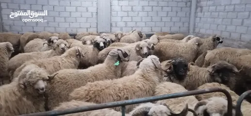  6 خرفان روماني