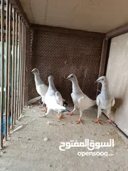  3 يهوديات المنيم