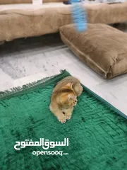  7 قطه سكوتش ستريت جولدن العمر 60 يوم ذكر شورت هير