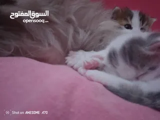  11 قصه سكره و لوزه أنقذت امهم (ببلي) من شارع لما أهلها ىموها وهيا حامل ولدت عندي وكبرو ولادها عندي