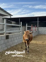  23 أبقار بأسعار مناسبة ومختلفه لكل وحده بولاية صحم
