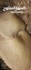  2 فطر محاري بلدي