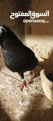  24 حمام للبيع