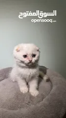  6 Scottish fold female  انثى سكوتش فولد