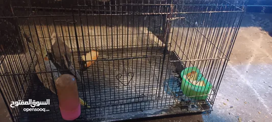  1 للبيع زوج كوكتيل منتجين من قبل اكثر من مره وانتاجهم موسمي وكل شهرين تقريبا المواصفات في الوصف