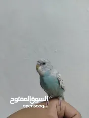  1 فرخ حب للبيع