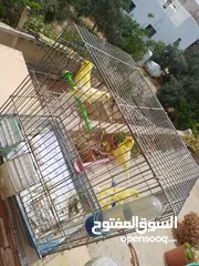  27 عصافير كنار للبيع جواز جاهزه في  اشي مع بيض واشي مش مع بيض وفي فراخ صغار جواز