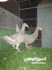  3 حمام البيع