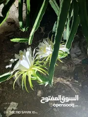  1 اشتال فاكهة التنين