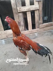  1 ديك بكستاني