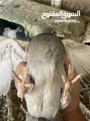  3 زغاليل للبيع معبيت لحم جاهزات لذبح