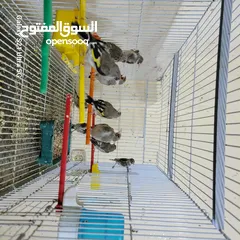  1 فراخ حسون بلديات بسعر مناسب