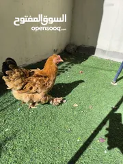  4 Brahma rooster chicken