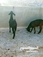  16 سخلتين شاميات ثنايا