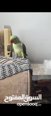  3 ببغاء كساندرا ذكر متكلم اليف جدا جدا عجينه 24 س لعب وحكي ما بهدي بطلع على الايد ما عندو عضه نهائيا