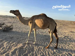  3 ناقه للبيع